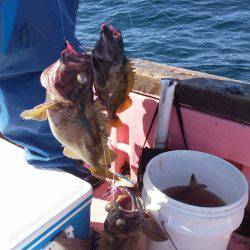 第八平成丸 釣果