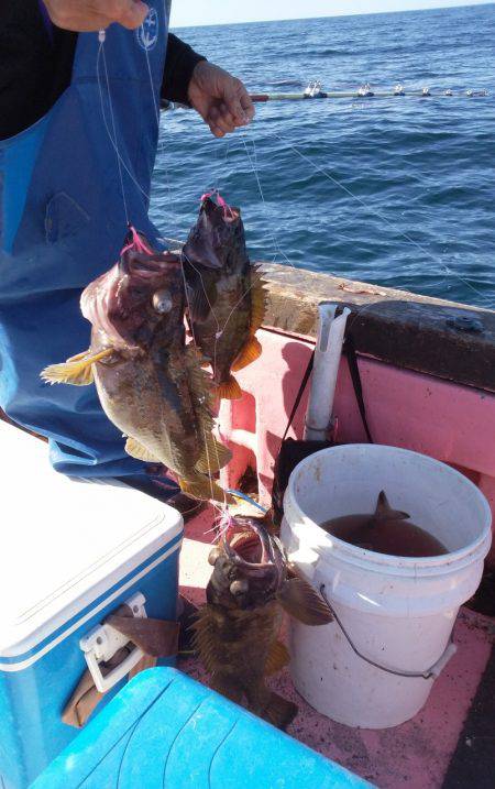 第八平成丸 釣果