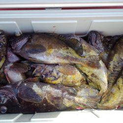 第八平成丸 釣果