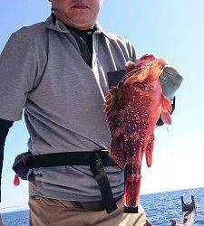 海龍丸(福岡) 釣果