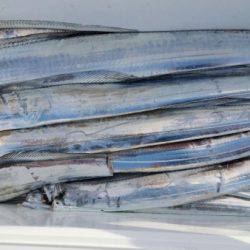 オーフリー 釣果