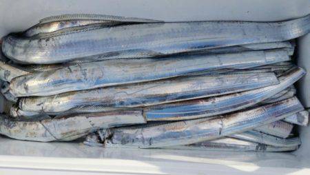 オーフリー 釣果