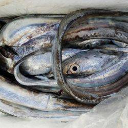 オーフリー 釣果