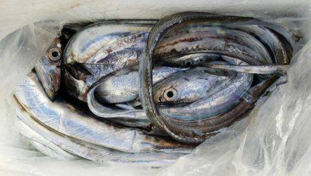 オーフリー 釣果