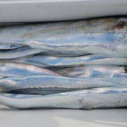 オーフリー 釣果