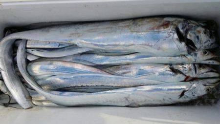 オーフリー 釣果