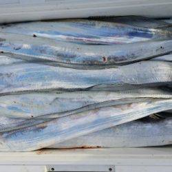 オーフリー 釣果