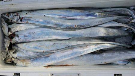 オーフリー 釣果