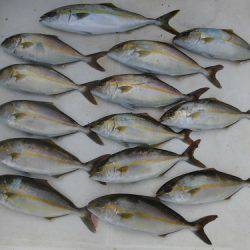 ルアー船マヒマヒ 釣果