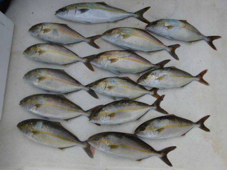 ルアー船マヒマヒ 釣果