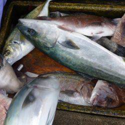 海釣り公園みかた 釣果