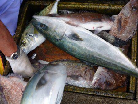 海釣り公園みかた 釣果