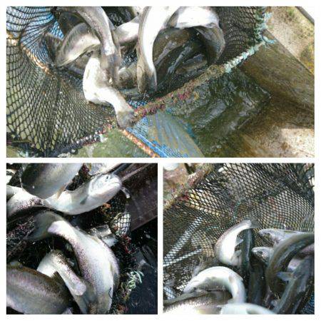 みどりフィッシングエリア 釣果