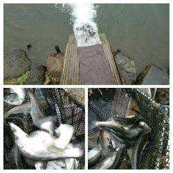 みどりフィッシングエリア 釣果