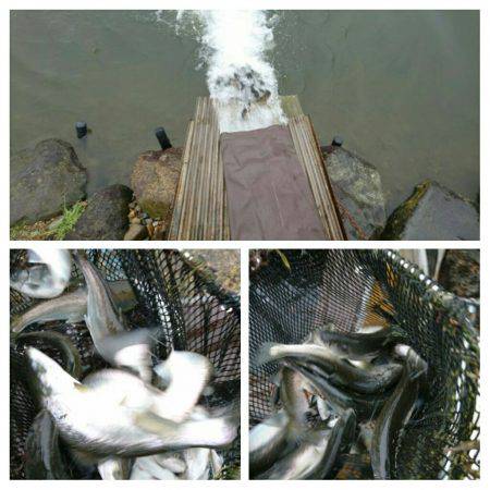 みどりフィッシングエリア 釣果