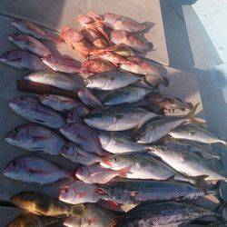 旭星釣りセンター 釣果