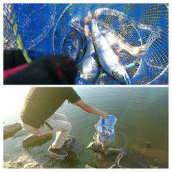 みどりフィッシングエリア 釣果