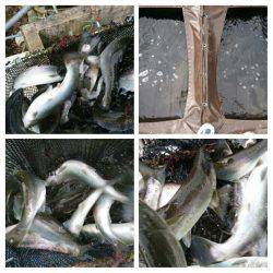 みどりフィッシングエリア 釣果