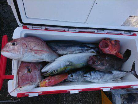 マタウマリンサービス 釣果