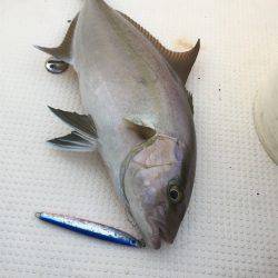 マタウマリンサービス 釣果