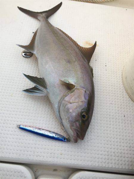 マタウマリンサービス 釣果