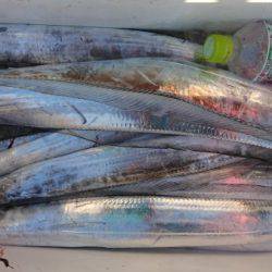 オーフリー 釣果