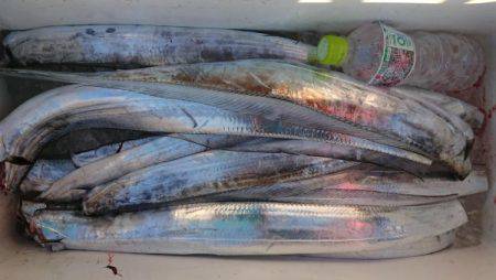 オーフリー 釣果