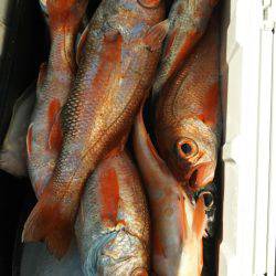 モンロー号 釣果