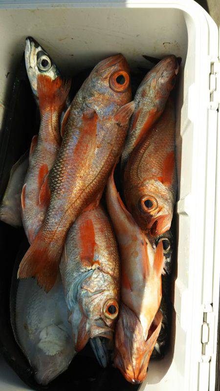 モンロー号 釣果