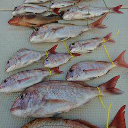 オーフリー 釣果