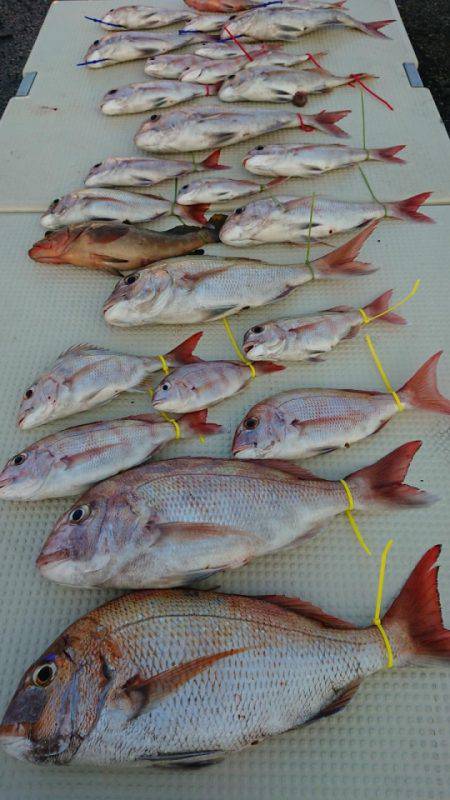 オーフリー 釣果