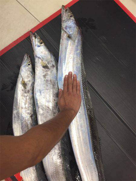 マタウマリンサービス 釣果