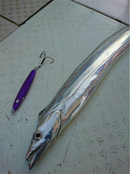 マタウマリンサービス 釣果