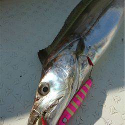 マタウマリンサービス 釣果