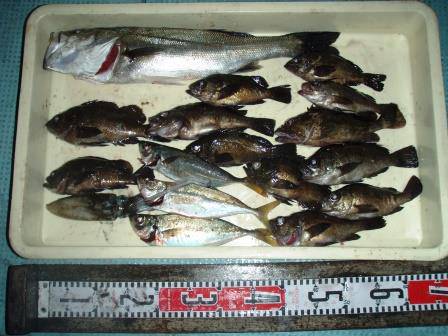 朝日丸 釣果