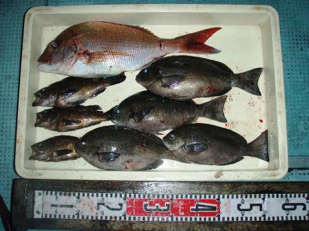 朝日丸 釣果