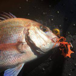 長栄丸(千葉) 釣果