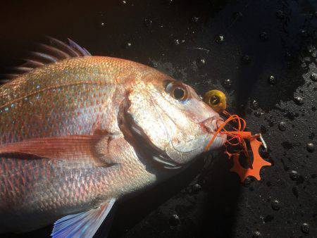 長栄丸(千葉) 釣果