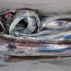 オーフリー 釣果