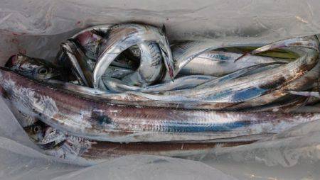 オーフリー 釣果