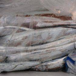 オーフリー 釣果