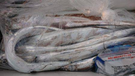 オーフリー 釣果