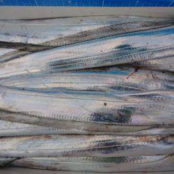 オーフリー 釣果