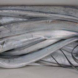 オーフリー 釣果