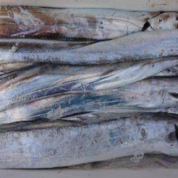 オーフリー 釣果