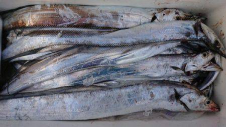 オーフリー 釣果