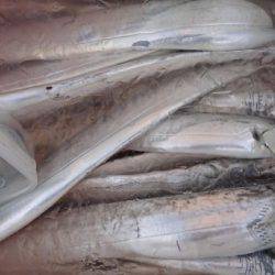 オーフリー 釣果