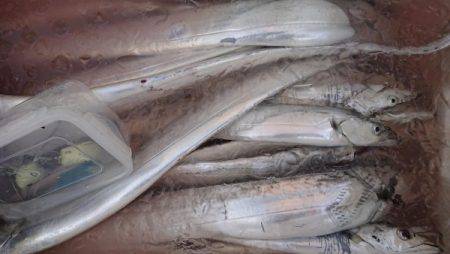 オーフリー 釣果