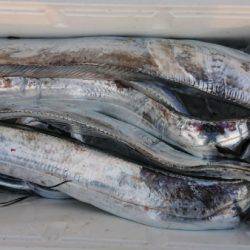 オーフリー 釣果