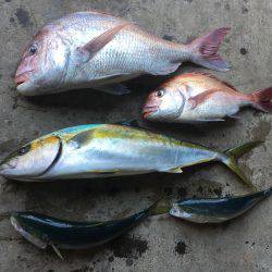 長栄丸(千葉) 釣果